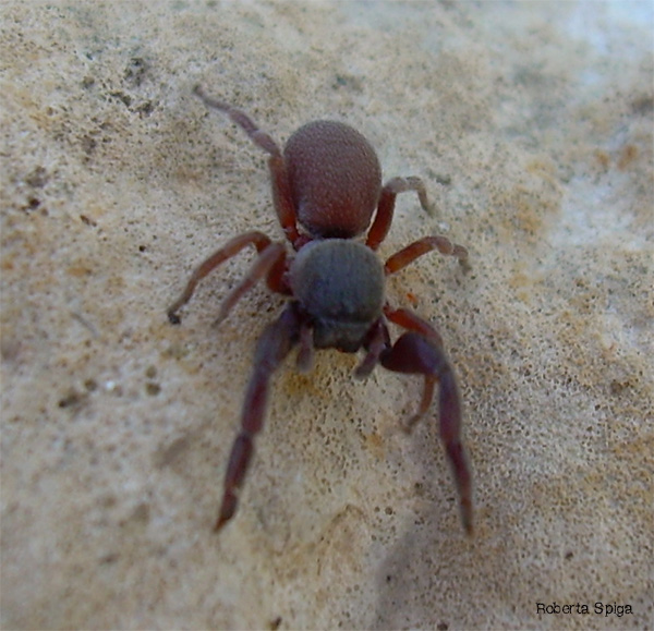 Palpimanus gibbulus